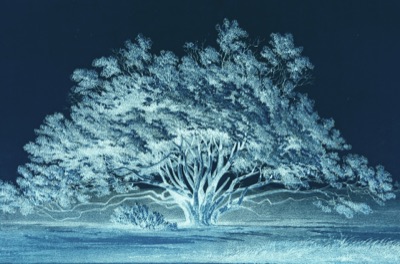 Print Series- Manzanita