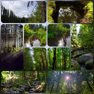 EF Forest Deep #00
