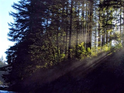 EF Forest Deep #1