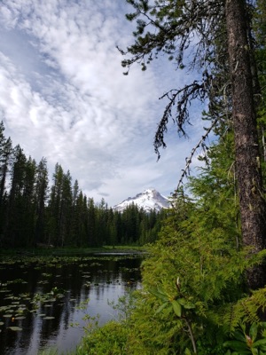 EF Forest Deep #3