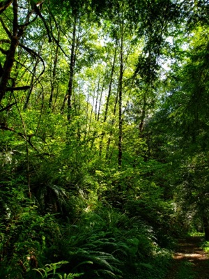 EF Forest Deep #6