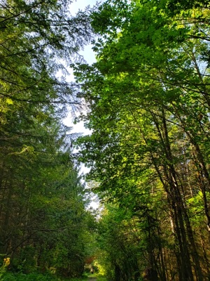 EF Forest Deep #7